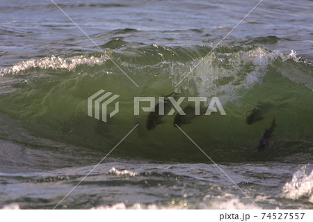 サケの遡上 鮭の遡上 河口付近で真水に体を慣らす鮭 サケの遡上 鮭の遡上 河口付近で真水に体を慣らす鮭 74527557