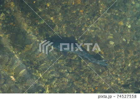 サケの遡上　鮭の遡上　ふるさとの川に帰る鮭 74527558