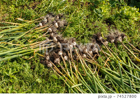 Fresh garlic in the garden 74527800