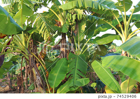 green colored banana tree stock on firm green colored banana tree stock on firm 74529406