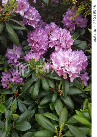 Early flowering rhododendron in Germany, an evergreen plant. 74529946
