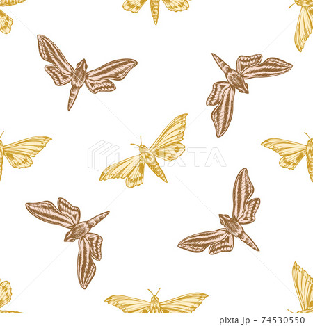 Seamless pattern with hand drawn pastel ambulyx moth, white-banded hunter hawkmoth Seamless pattern with hand drawn pastel ambulyx moth, white-banded hunter hawkmoth 74530550