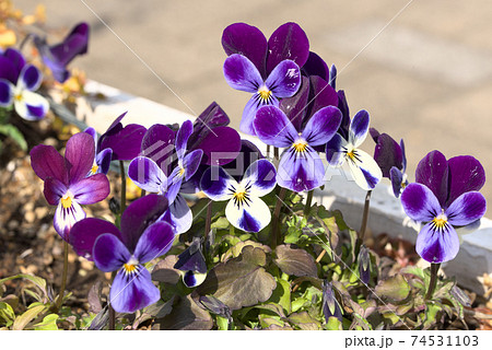 紫と白のビオラ 74531103