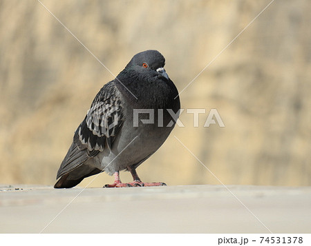 一羽たたずむ鳩 一羽たたずむ鳩 74531378