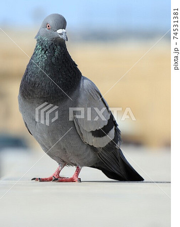 一羽たたずむ鳩 一羽たたずむ鳩 74531381