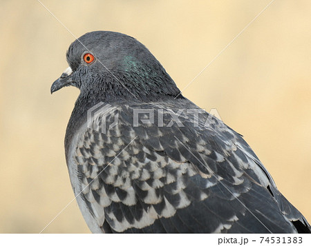 一羽たたずむ鳩 一羽たたずむ鳩 74531383
