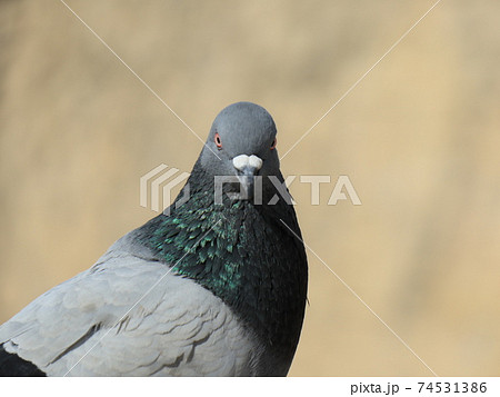 一羽たたずむ鳩 74531386