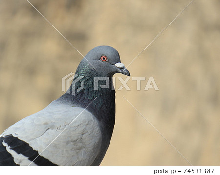 一羽たたずむ鳩 一羽たたずむ鳩 74531387