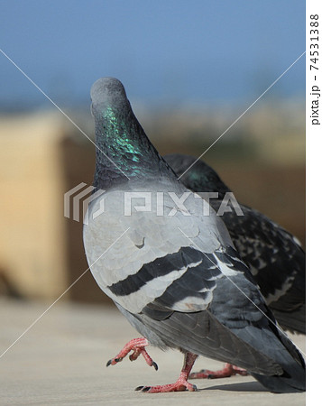 一羽たたずむ鳩 74531388