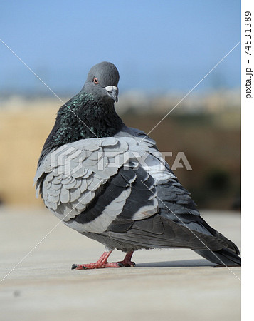 一羽たたずむ鳩 74531389