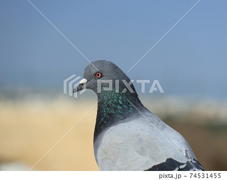 一羽たたずむ鳩 一羽たたずむ鳩 74531455