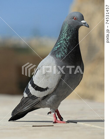 一羽たたずむ鳩 74531457