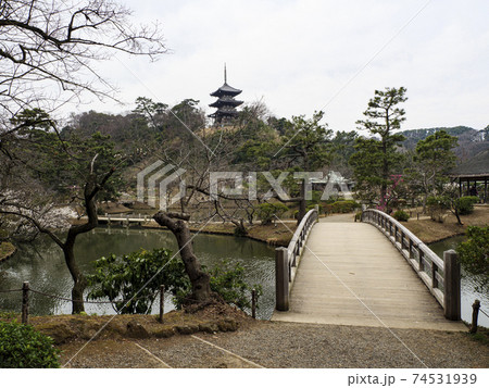 神奈川県横浜市の景勝地三渓園の早春 74531939