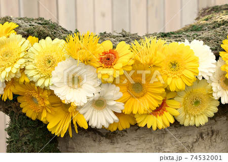 黄色と白のガーベラ 74532001