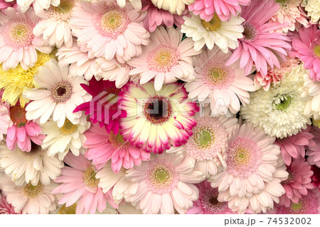 色とりどりのガーベラ 74532002