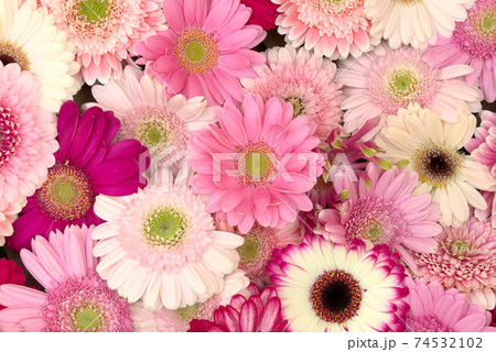 色とりどりのガーベラ 74532102