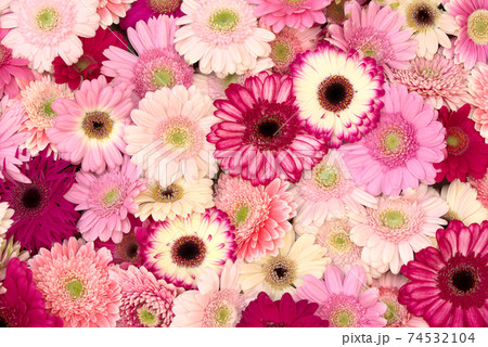 色とりどりのガーベラ 74532104