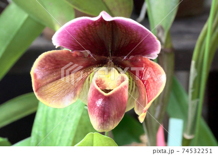 パフィオペディルム　パフィオ 74532251