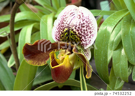 パフィオペディルム パフィオ パフィオペディルム パフィオ 74532252