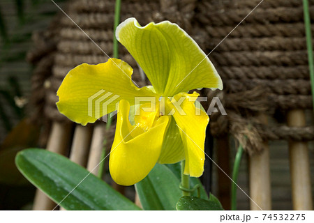 パフィオペディルム　パフィオ 74532275