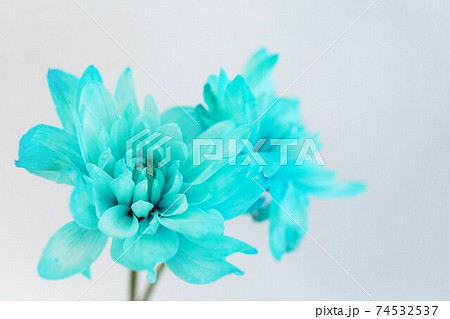 青色に染められたスプレー菊の花の写真素材