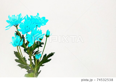 青く染められたスプレーマムの花の写真素材