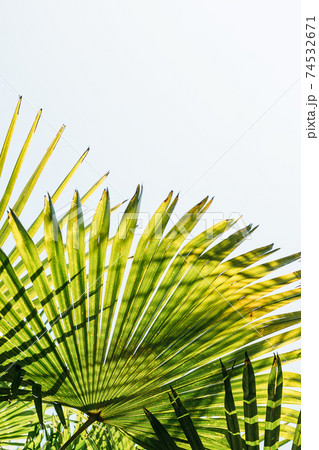 Close-up of palm leaves. Close-up of palm leaves. 74532671
