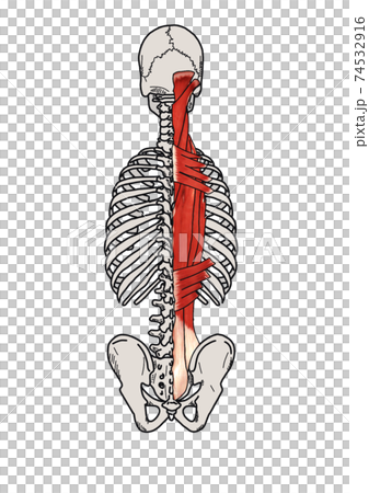 Spine: Head, cervical spine, thorax, lumbar spine, pelvis, erector spinae muscle, posterior saw muscle 74532916