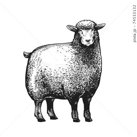 Cartoon Stylezed vector illustration of the Sheep in graphic style on the white background. Cartoon Stylezed vector illustration of the Sheep in graphic style on the white background. 74533132