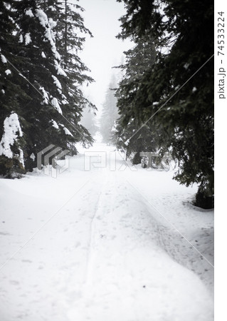 mysterious forest at snowy weather with fog 74533224
