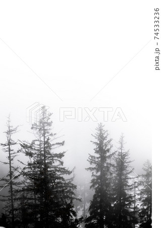 mysterious forest at snowy weather with fog 74533236