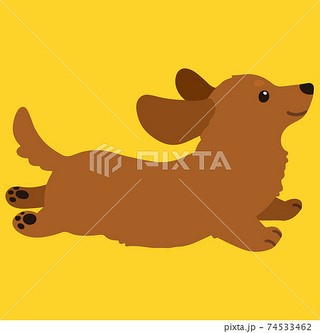 ジャンプする レッドカラーのミニチュアダックスフンド 主線なし 74533462