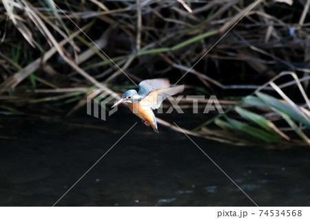 野鳥 カワセミ ホバリング 野鳥 カワセミ ホバリング 74534568