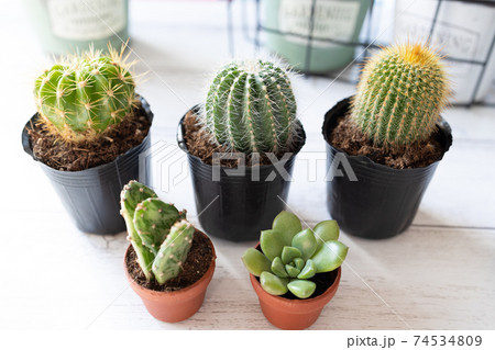 苗ポットに入ったサボテンの写真素材