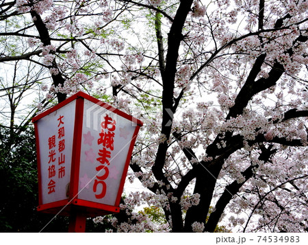 お城まつり 大和郡山市 奈良県 郡山城 桜の写真素材