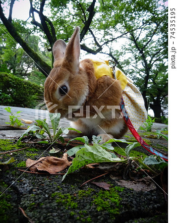 新緑の公園で顔を洗うペットのうさぎの写真素材