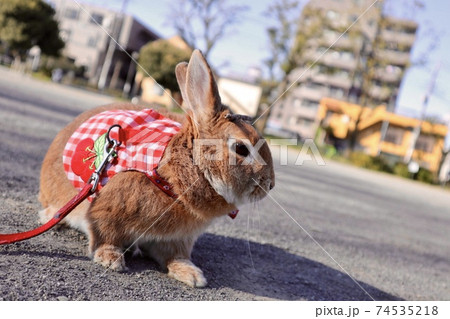 住宅街の公園でうさぎのさんぽの写真素材