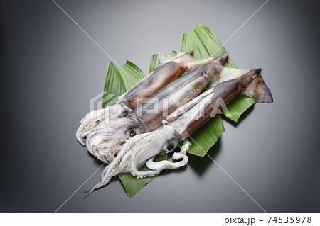 新鮮なするめいか 74535978