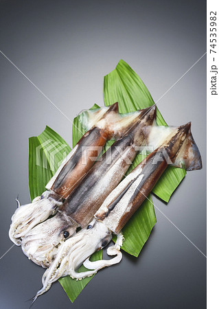 新鮮なするめいか 新鮮なするめいか 74535982