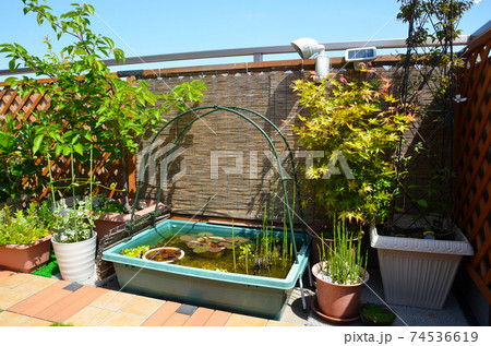 和風のベランダ　ビオトープに　もみじ＆すだれ 74536619