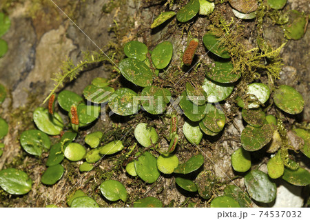 マメヅタ マメヅタ 74537032