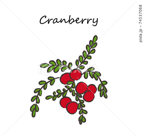 フルーツのイラスト クランベリーのイラスト素材