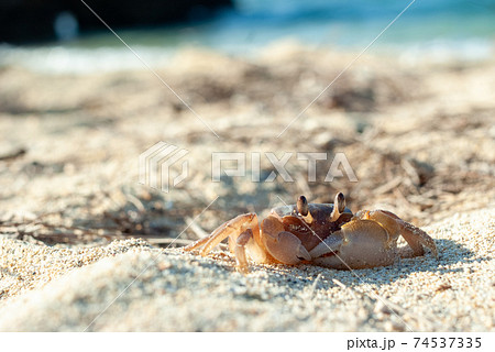 沖縄県名護市民ビーチにいたスナガニ 74537335