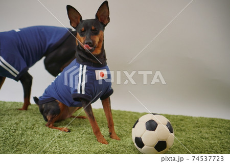 ミニチュアピンシャー 姉弟　サッカーユニフォーム　写真229 74537723