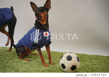 ミニチュアピンシャー 姉弟　サッカーユニフォーム　写真230 74537724