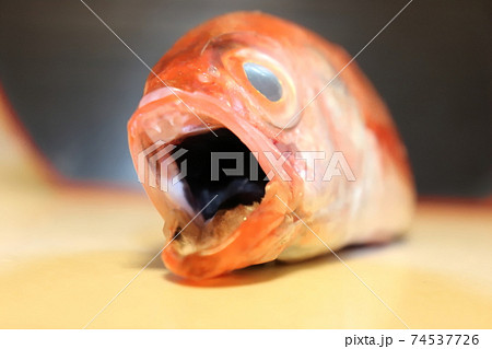 のどくろ（アカムツ）の黒い口腔 74537726