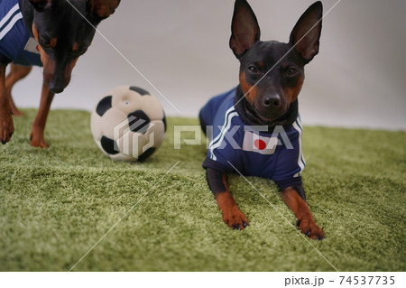 ミニチュアピンシャー 姉弟　サッカーユニフォーム　写真239 74537735