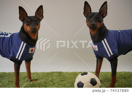 ミニチュアピンシャー 姉弟 サッカーユニフォーム 写真262 ミニチュアピンシャー 姉弟 サッカーユニフォーム 写真262 74537880