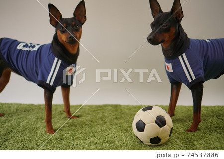 ミニチュアピンシャー 姉弟 サッカーユニフォーム 写真268 ミニチュアピンシャー 姉弟 サッカーユニフォーム 写真268 74537886
