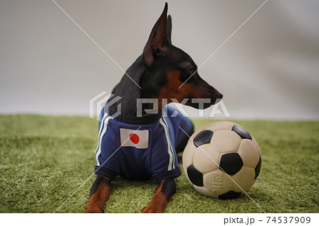 ミニチュアピンシャー 姉弟　サッカーユニフォーム　写真283 74537909